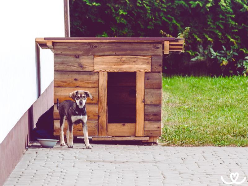 Jak-chovat-psa-venku (2)